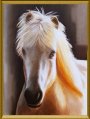 Iceland Horse Portrait, Oil Painting